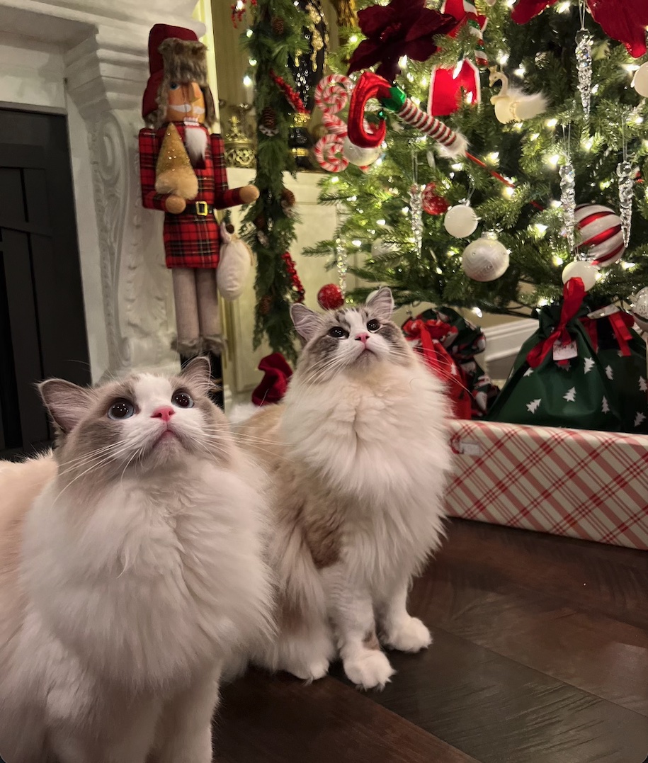 Two fluffy Ragdoll cats, Butter and Mikan, sitting in front of a Christmas tree and looking up